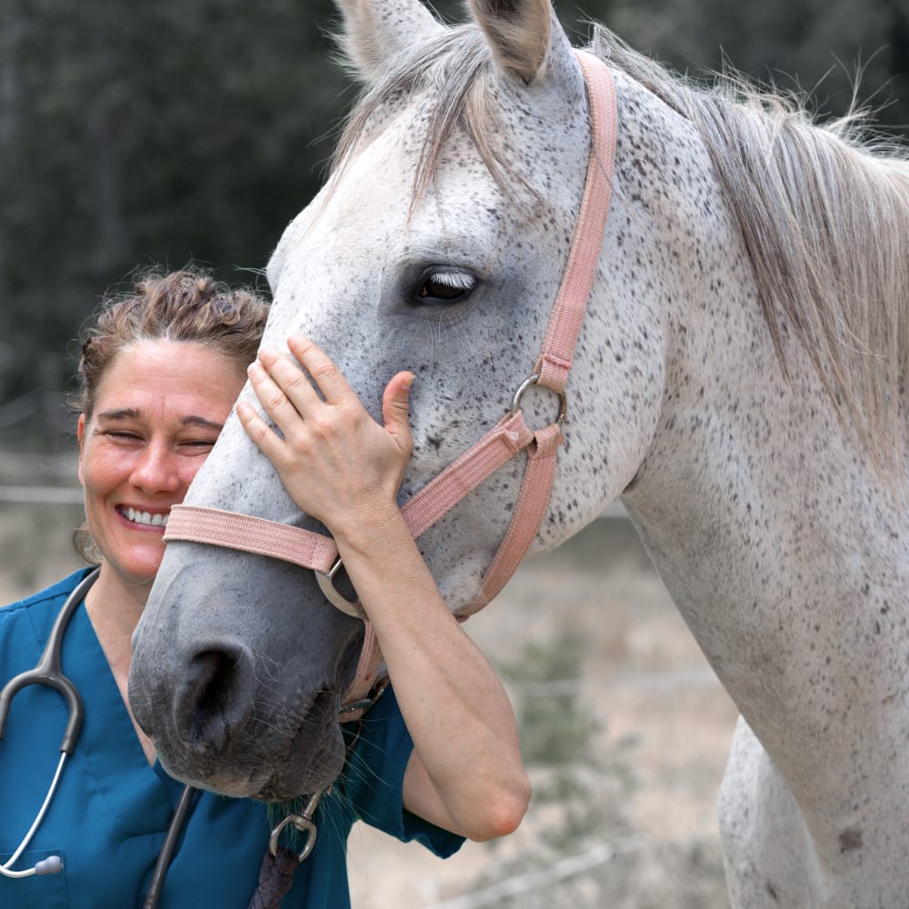Horse Veterinarian in Columbia