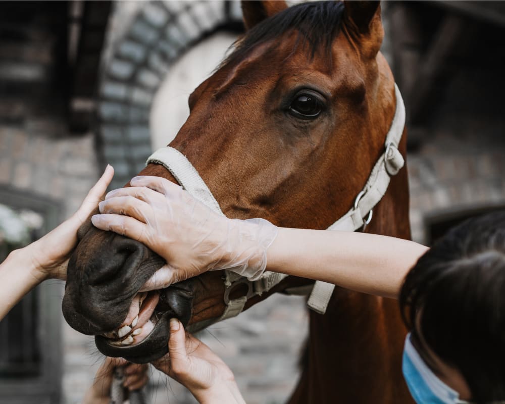 Equine vet services