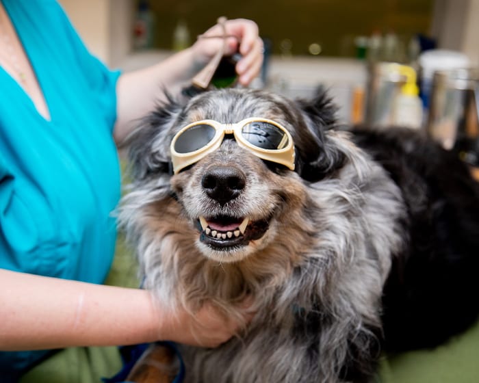 Cold Laser Therapy, Columbia Veterinarians